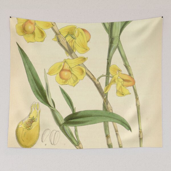 Item preview, Dendrobium chrysocrepis Curtis' 98 (Ser. 3 no. 28) pl. 6007 (1872) designed and sold by EsotericBotanic.