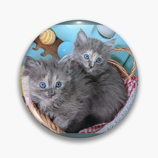 Item preview, Blue grey Mainecoon ragdoll kittens designed and sold by Fluffycat2020.