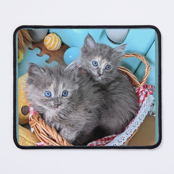 Item preview, Blue grey Mainecoon ragdoll kittens designed and sold by Fluffycat2020.