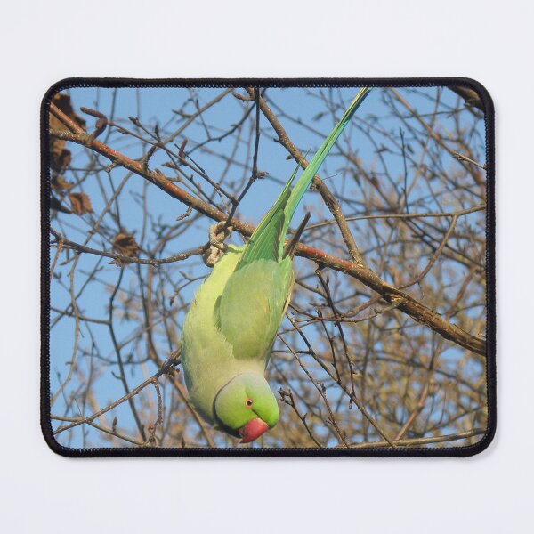 Item preview, Upside Down Rose-Ringed Parakeet Photograph designed and sold by naturegallery.