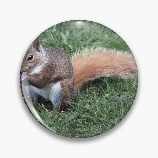 Item preview, Squirrel having lunch. designed and sold by MADowdPhotos.