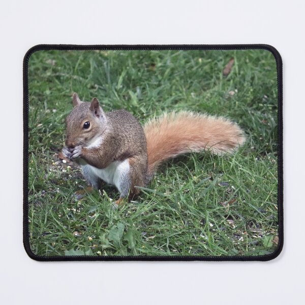 Item preview, Squirrel having lunch. designed and sold by MADowdPhotos.