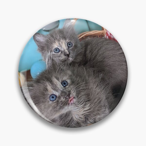 Item preview, Blue grey Mainecoon ragdoll kittens designed and sold by Fluffycat2020.