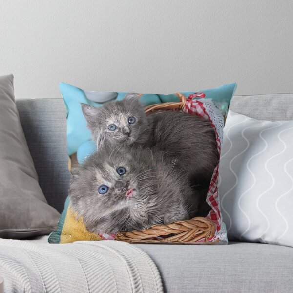 Item preview, Blue grey Mainecoon ragdoll kittens designed and sold by Fluffycat2020.