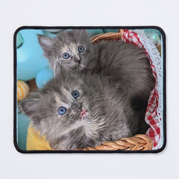 Item preview, Blue grey Mainecoon ragdoll kittens designed and sold by Fluffycat2020.