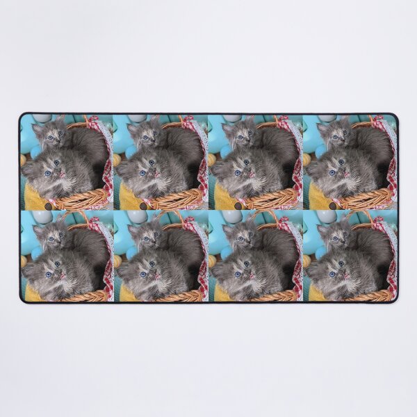 Item preview, Blue grey Mainecoon ragdoll kittens designed and sold by Fluffycat2020.