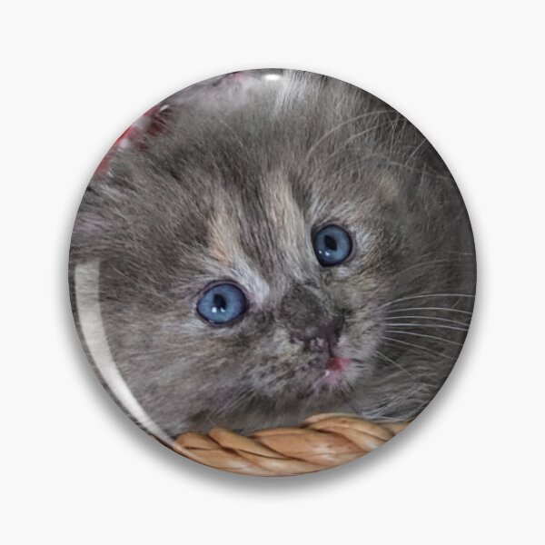 Item preview, Blue grey Mainecoon ragdoll kittens designed and sold by Fluffycat2020.