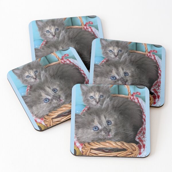 Item preview, Blue grey Mainecoon ragdoll kittens designed and sold by Fluffycat2020.