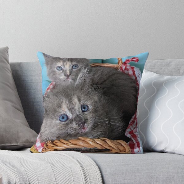 Item preview, Blue grey Mainecoon ragdoll kittens designed and sold by Fluffycat2020.