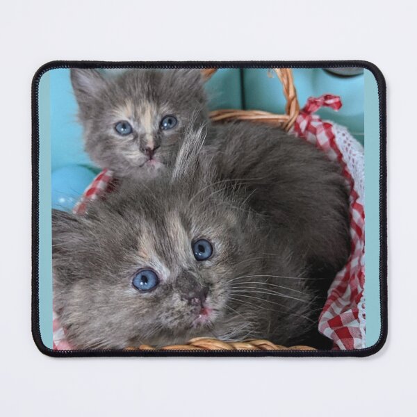 Item preview, Blue grey Mainecoon ragdoll kittens designed and sold by Fluffycat2020.
