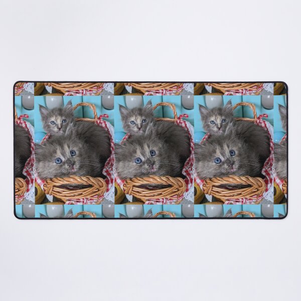 Item preview, Blue grey Mainecoon ragdoll kittens designed and sold by Fluffycat2020.