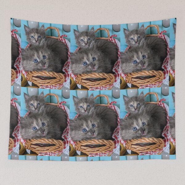Item preview, Blue grey Mainecoon ragdoll kittens designed and sold by Fluffycat2020.