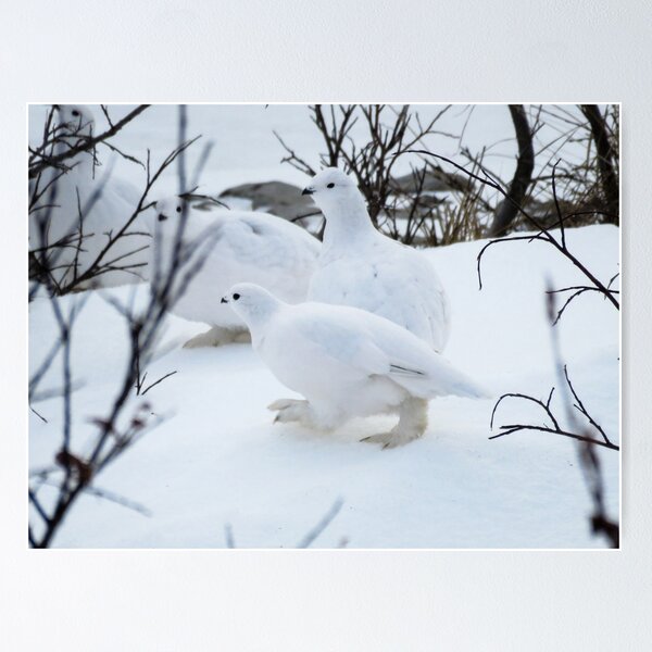 Artikelvorschau, Feather-footed Ptarmigan entworfen und verkauft von Linda Sparks.