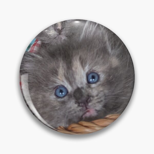 Item preview, Blue grey Mainecoon ragdoll kittens designed and sold by Fluffycat2020.