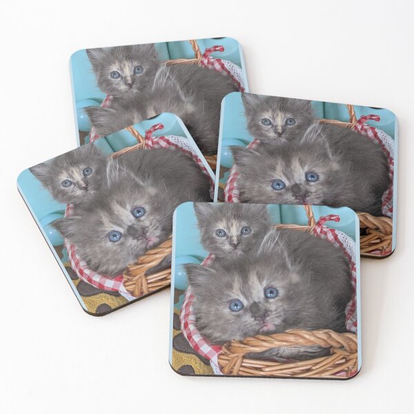 Item preview, Blue grey Mainecoon ragdoll kittens designed and sold by Fluffycat2020.