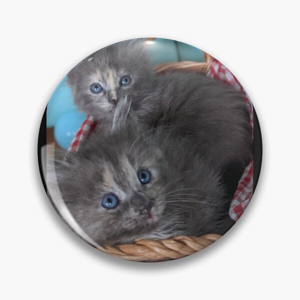 Item preview, Blue grey Mainecoon ragdoll kittens designed and sold by Fluffycat2020.