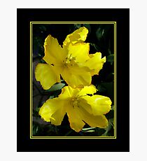Tulips Photographic Print