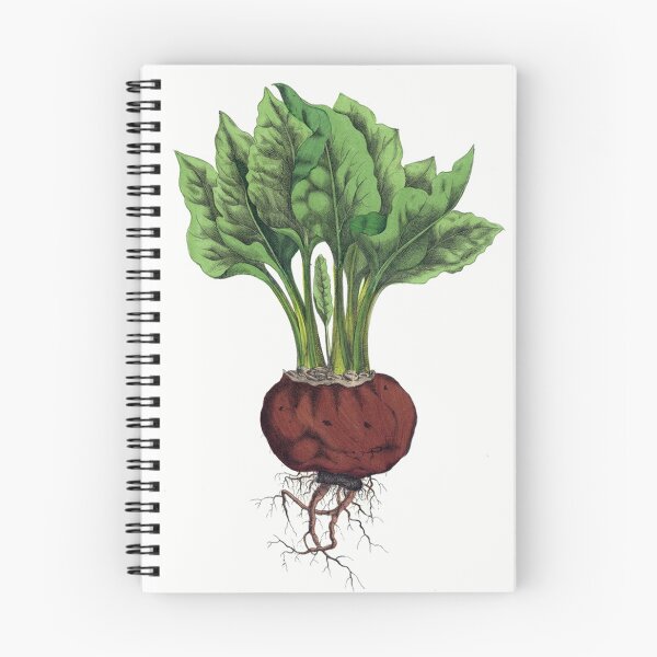 Item preview, Vintage Red Beet Drawing from the 1800's designed and sold by MountMercantile.