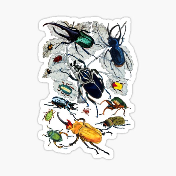 Item preview, Coleoptera Beetles and Weevils Natural designed and sold by aimeewilson.