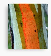 Snowgum Canvas Print
