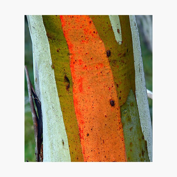 Item preview, Snowgum  designed and sold by helmutk.