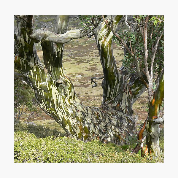 Item preview, Snowgum  designed and sold by helmutk.