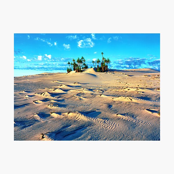 Sandforms and Pandanus Stand, Cape Leveque Photographic Print