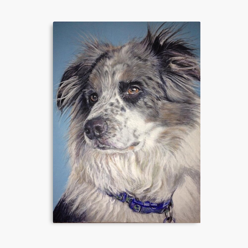 buy blue merle border collie