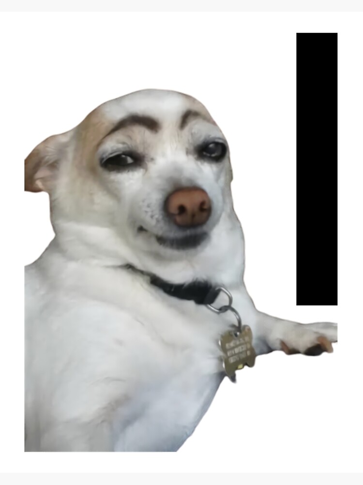 Eyebrow Meme Funny Looking Dog And Black Square 