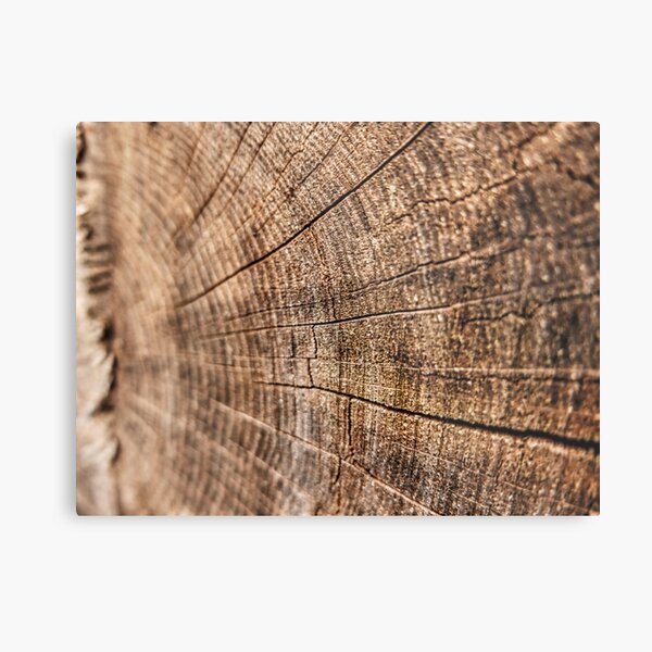 Sawn Log Metal Print