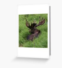 Bull Moose Greeting Card