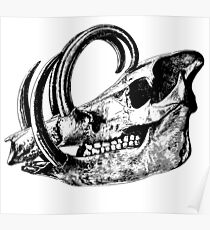 Boar skull Poster