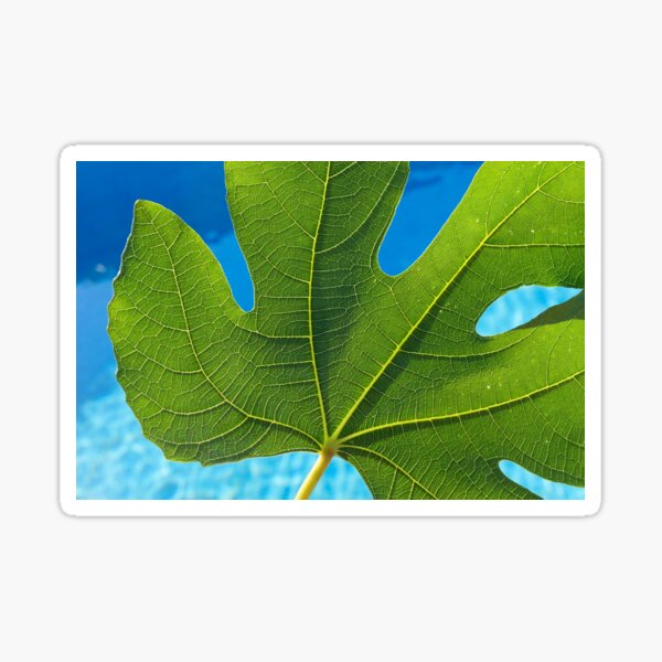 Green fig leaf and blue water Sticker