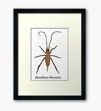 NZ native animals - weta Framed Print