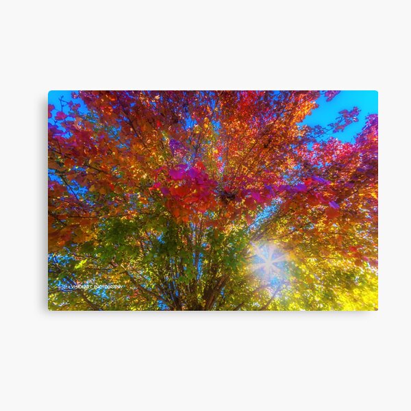 Item preview, November Color designed and sold by Herb Spickard.