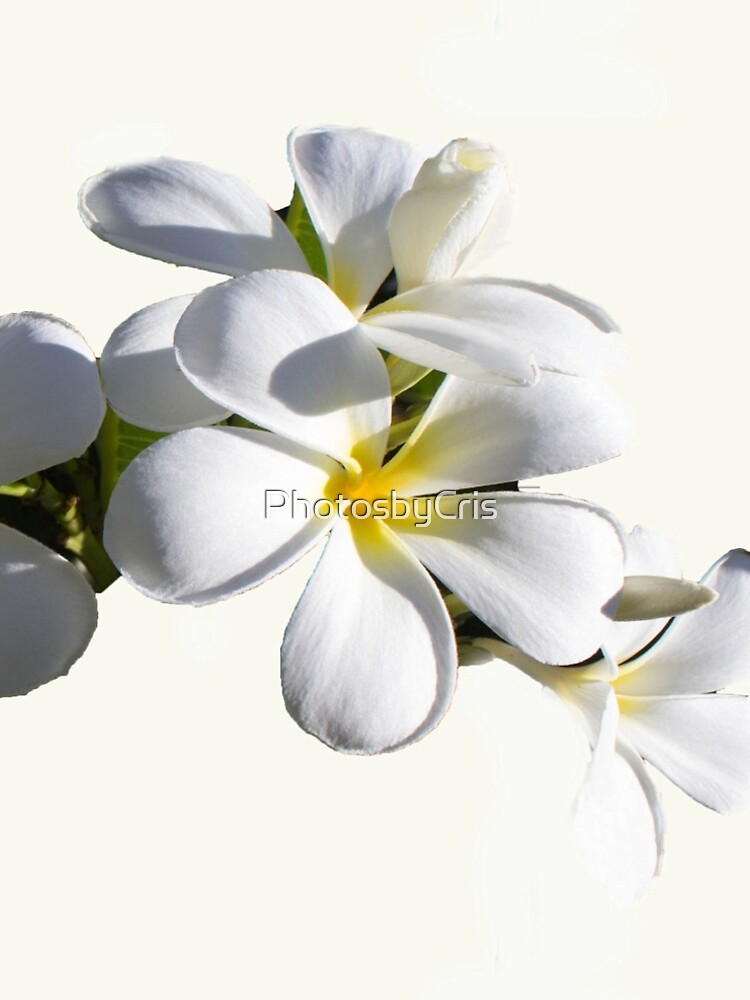Frangipani by PhotosbyCris