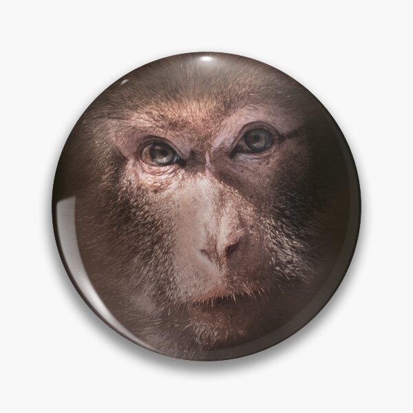 Item preview, Portrait of a Barbary macaque designed and sold by OskiOnTour.