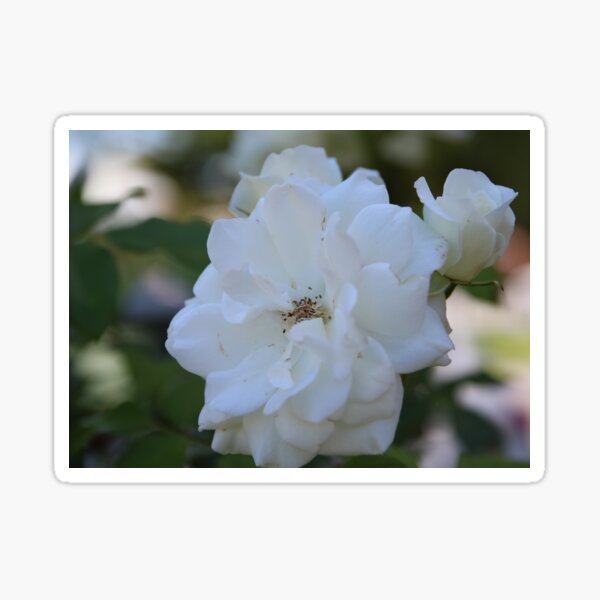 Item preview, White Summer Rose designed and sold by Honey Myrtle Studio.