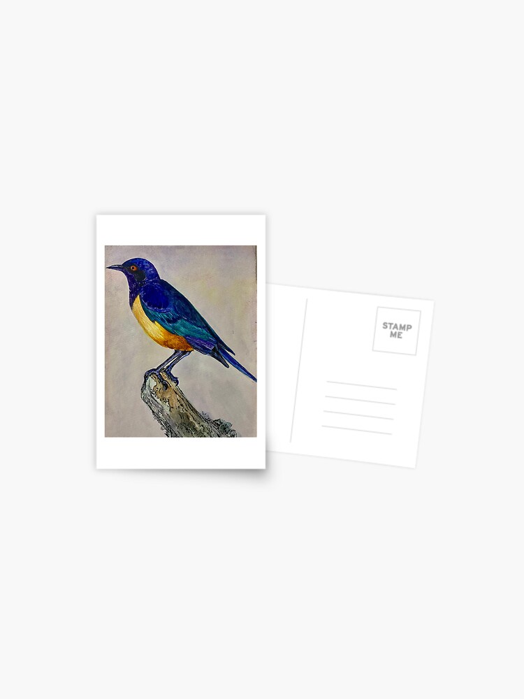 Bluebird, Drawing by Hayley Nunn | Artmajeur