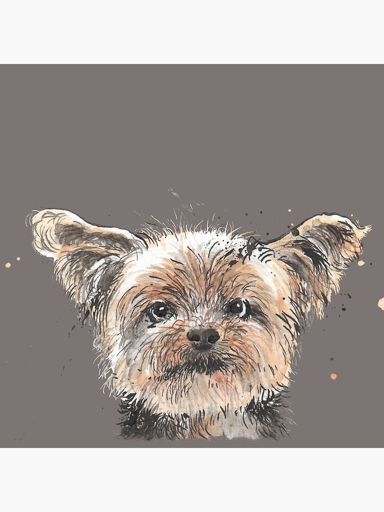 Yorkshire Terrier by LuciPower