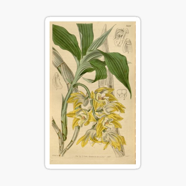 Item preview, Chysis aurea designed and sold by EsotericBotanic.