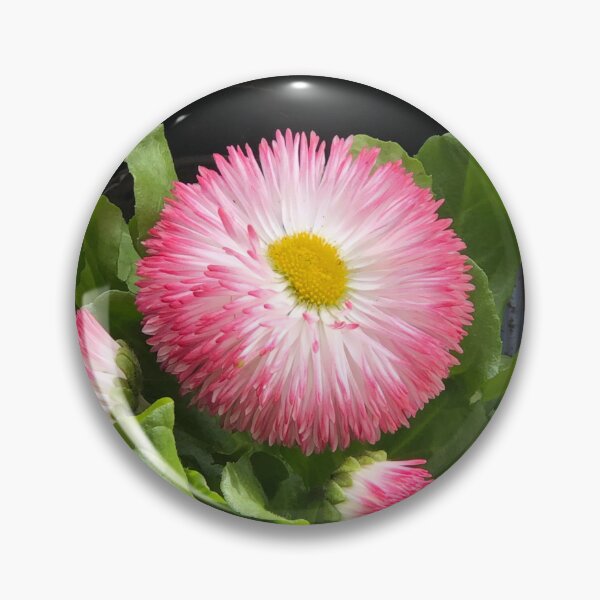 Item preview, Pink gerber daisy’s  designed and sold by Creative photos and art.