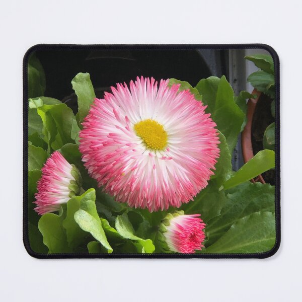 Item preview, Pink gerber daisy’s designed and sold by Creative photos and art.