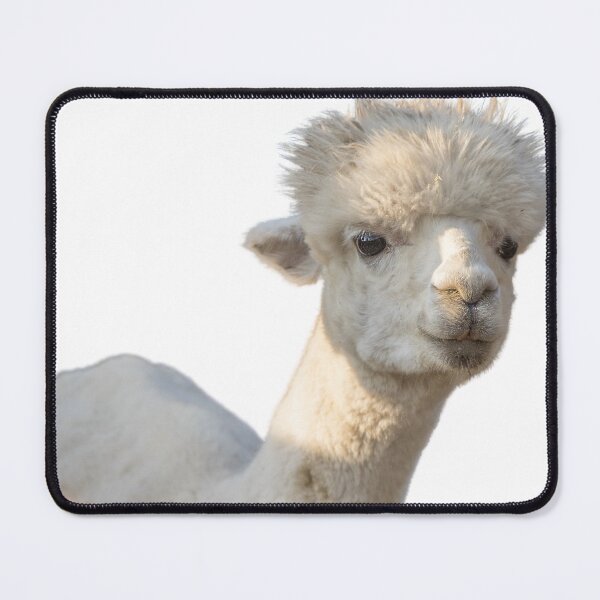 Item preview, Cute llama | adorable llama photo | beautiful alpaca designed and sold by tripanthias.