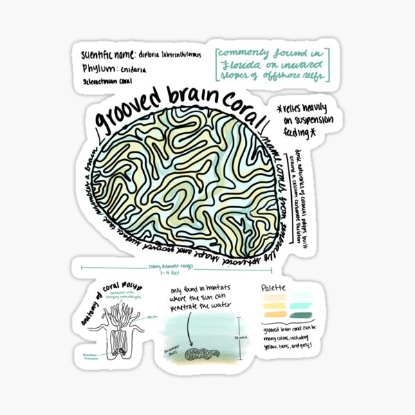 "Grooved Brain Coral Anatomy" Sticker by artbyemlk Redbubble