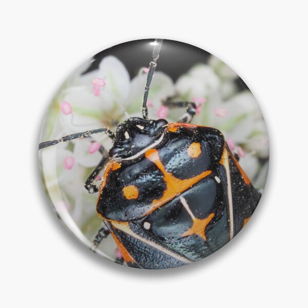 Item preview, Murgantia histrionica (Harlequin Bug) in Southern California, USA designed and sold by SDym Photography.