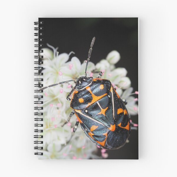 Item preview, Murgantia histrionica (Harlequin Bug) in Southern California, USA designed and sold by SDym Photography.
