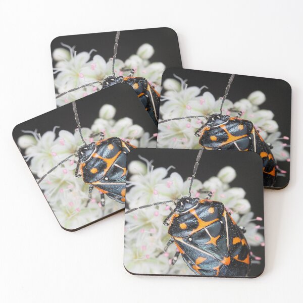 Item preview, Murgantia histrionica (Harlequin Bug) in Southern California, USA designed and sold by SDym Photography.