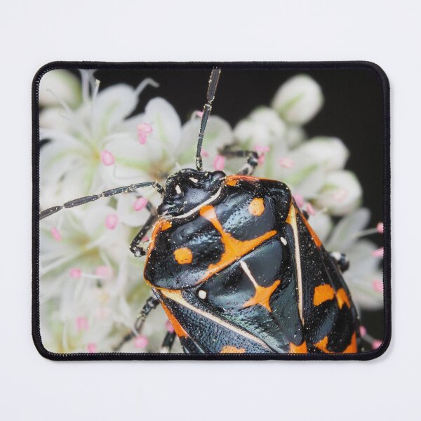 Item preview, Murgantia histrionica (Harlequin Bug) in Southern California, USA designed and sold by SDym Photography.