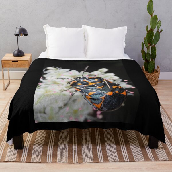 Item preview, Murgantia histrionica (Harlequin Bug) in Southern California, USA designed and sold by SDym Photography.